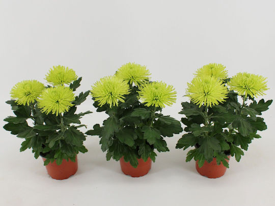 Хризантема Chrysanthemum Ind Lime Anastasia Premium Хризантема Chrysanthemum Ind Lime Anastasia Premium