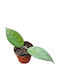 Hoya Tequila Sunrise Ø7 cm