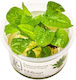Echinodorus grisebachii Tropica 1-2-Grow