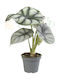 Alocasia 'silver Dragon' Ø6 Cm