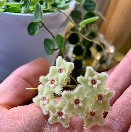 Hoya Serpens Ø12 Cm