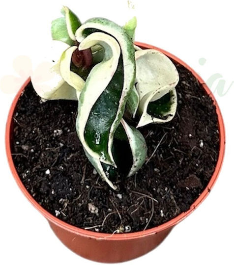 Hoya Carnosa 'compacta Variegata' Ø6 Cm
