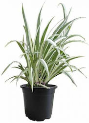 Live Aquarium Plants Acorus Variegatus White Green