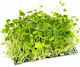 Aquaflora Hydrocotyle Cf Tripartita Net 10x15cm