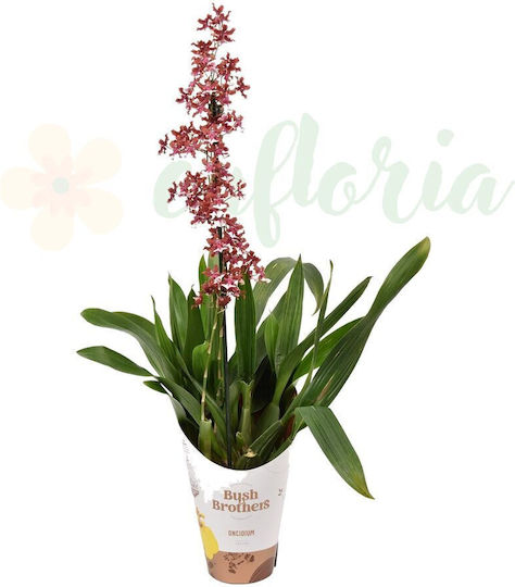 Oncidium Sharry Baby Orchid Ø12 Cm