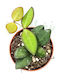 Hoya Burtoniae Ø7 Cm