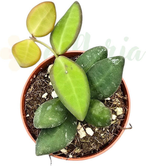 Hoya Burtoniae Ø7 Cm