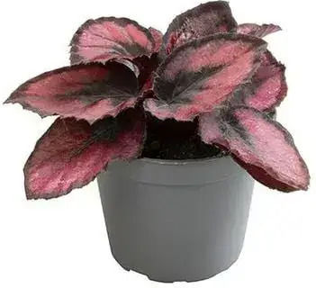Begonie Magic Colours Red Kiss Ø6 cm