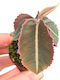 Labisia Pumila Ø7 Cm