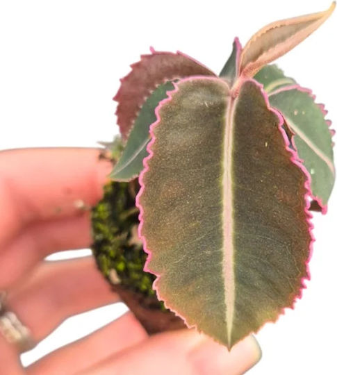 Labisia Pumila Ø7 Cm