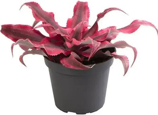 Cryptanthus Bivittatus Ø6 Cm