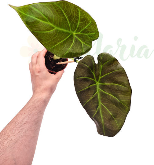 Alocasia 'Regal Shields' Ø9 Cm