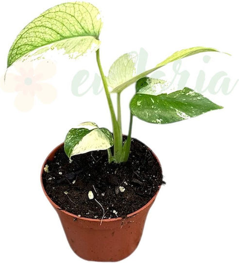 Monstera 'mint' Ø8 Cm