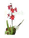 X Burrageara Nelly Isler Orchideen Pinke Blumen