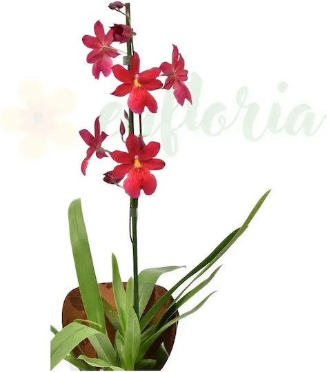 X Burrageara Nelly Isler Orchideen Pinke Blumen