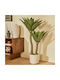 Artificial Agave Tree 96cm A-s Nyer 218907 Plastic