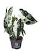 Alocasia Frydek Variegata