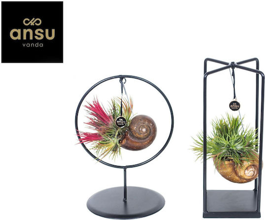 Tillandsia Shelly Cube Ring Mixed
