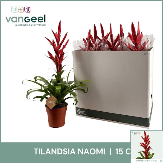 Тиландсия Tillandsia Naomi Тиландсия Tillandsia Naomi