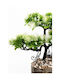 Stewehome Artificial Bonsai Tree Potted Wood Stone Detail