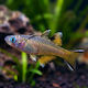 Ζωντανα Ψαρια Ενυδρειου Pacific Blue-eye Pseudomugil Signifer
