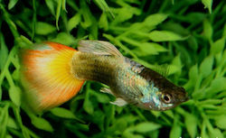 Pești Vii Guppy Masculi American Livebear Poecilia Reticulata Guppy German Sunset 3-3,5 Cm
