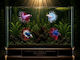Betta Splendens Crowntail Male