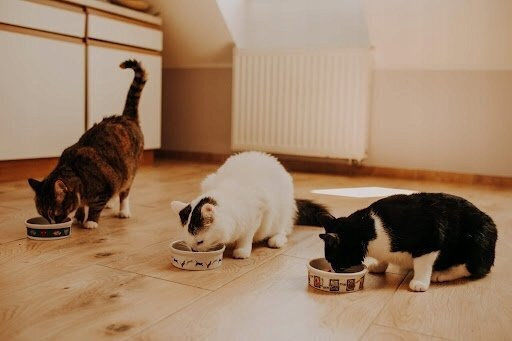 Pan Miesko Dry Cat Food for Adult Cats with Chicken / Trout / Meat / Salmon 1.6kg