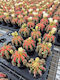 Gymnocalycium Miha Japan Multicolor Florifer Ansu
