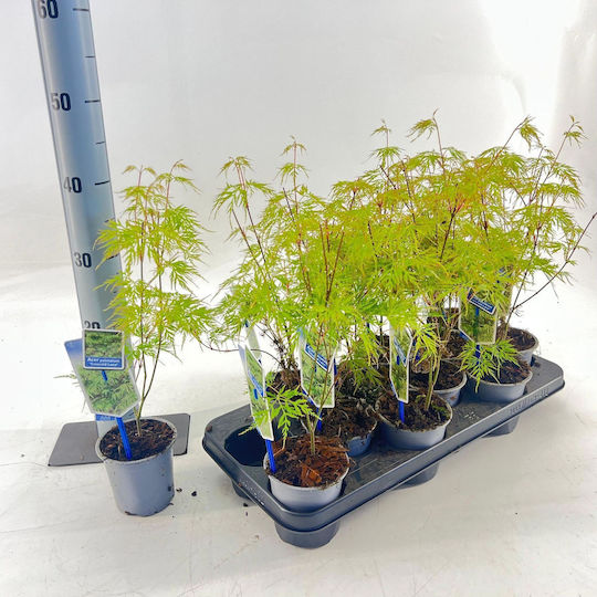 Ατσερ Acer Palmatum Emerald Lace