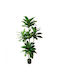 Artificial Decorative Dracaena Compacta Potted Plant 170cm – Lush Foliage & Realistic Appearance Ideal For Living Room Office & Professional Spaces
