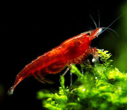 Garnituri Vii De Acvariu Bloody Mary Creveți Neocaridina Heteropoda M 1.8 2.0 Cm