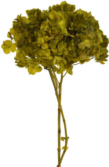 Helle Hortensie Getrocknete Pflanze Helle Hortensie Getrocknete Pflanze