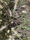 Pennisetum Setaceum ‘rubrum’ Πενισετο Κοκκινο