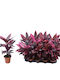 Cordyline 'mambo' 13cm