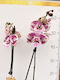 Phalaenopsis Mf Red Papaya Lippy 2 Stems