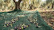 Kraft World Olive Harvesting Net from HDPE 8x14m Density 95gr/m²