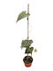 Διοσκουρέα Dioscorea Discolor