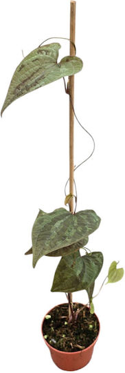 Dioscorea Discolor