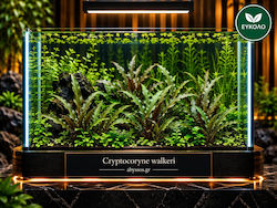 Cryptocoryne Walkeri