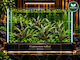 Cryptocoryne Walkeri