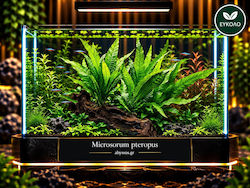 Microsorum Pteropus
