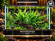 Microsorum Pteropus