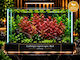 Ludwigia Repens Spec Red