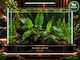 Anubias Gilleti