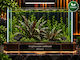Cryptocoryne Mollmani