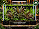 Cryptocoryne Wendtii Tropica