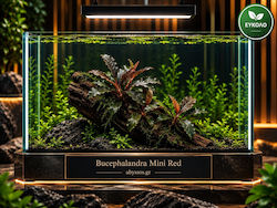 Bucephalandra Mini Rote