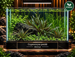 Cryptocoryne Petchii