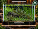 Cryptocoryne Petchii
